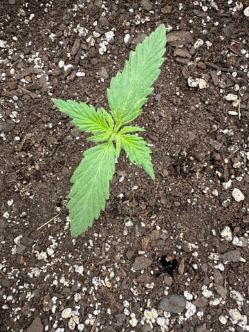 •Freedom Grow• — seedling_rooting, day 17