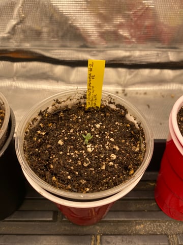 Widows Mimosa(auto) F2 progeny — seedling_rooting, day 5