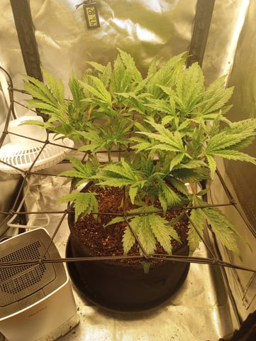 Wizard Punch first grow  — flower, day 66