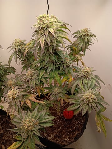 Lokie OG x Permanent Marker — flower, day 106