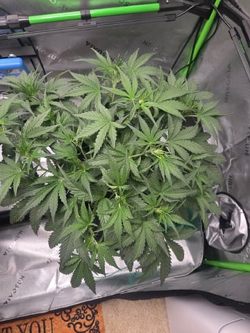 Northern Lights / Banana Kush — flower, day 51