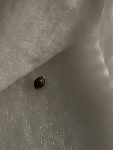 Inside Mother Plants — germination, day 3