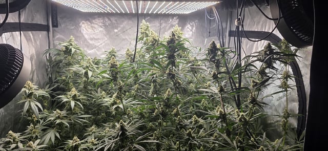 strawberry guava bx — flower, day 16