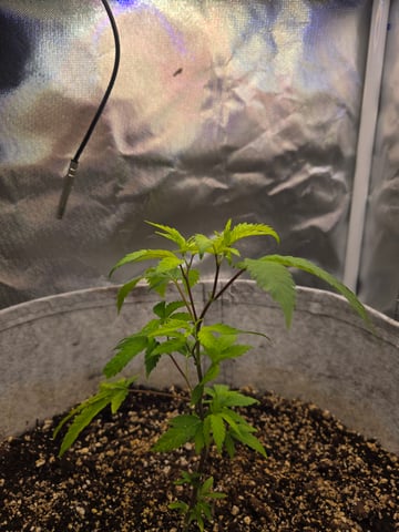 Looking for advice! — vegetative, day 12