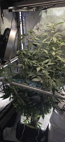 Girl Scout Cookies  — flower, day 138