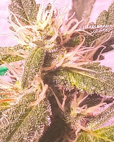 pineapple Express  — flower, day 18