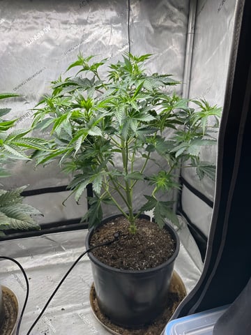 White Russian — vegetative, day 43