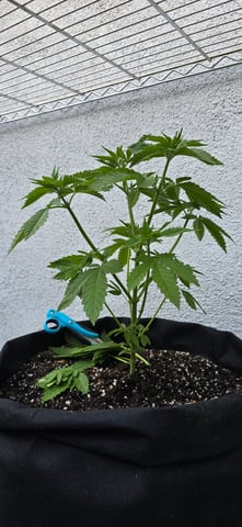 Mystery Weed Plant — vegetative, day 59