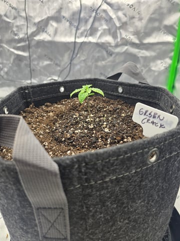 2nd grow round 2 — seedling_rooting, day 10