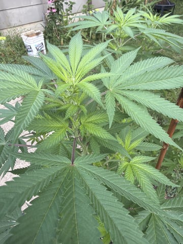 Larry Byrd — flower, day 134