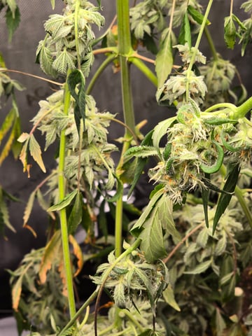 Durban purp — flower, day 79