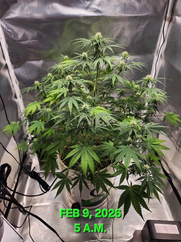 Dos Si Dos. Indica — flower, day 46