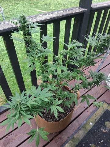 First Indoor Grow  — flower, day 87