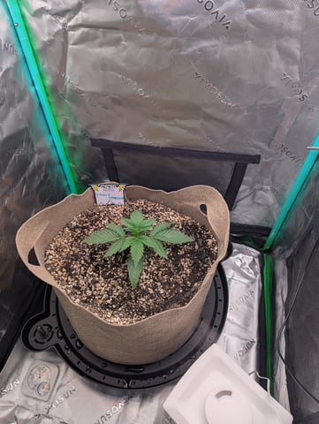 Piggy Stardust — vegetative, day 22