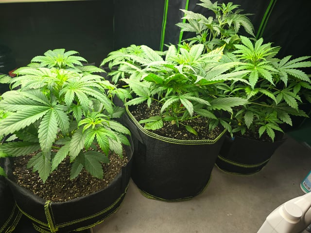 2nd Autoflower Indoor Grow — vegetative, day 28