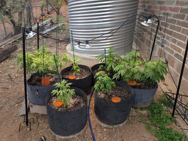 October Start — flower, day 81