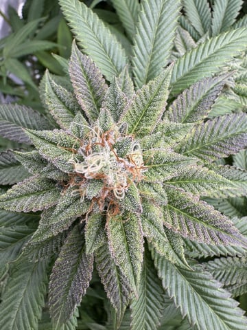 7 Strains 14 Plants  — flower, day 139