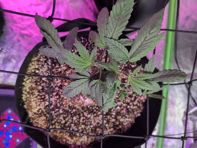 2025-26 — vegetative, day 20