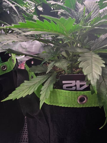 Gorilla Cookies auto  — vegetative, day 21