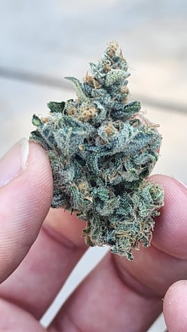 3rd run, 8 plant mom hunt - indoor top fed DTW with rockwool — harvest, day 164