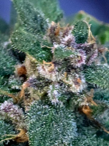 Fast Buds - Purp Lemonade — flower, day 66