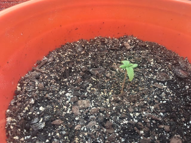 mendo breath-white widow-pilot light — seedling_rooting, day 20
