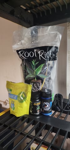 1st grow Dr. Nefario — vegetative, day 33