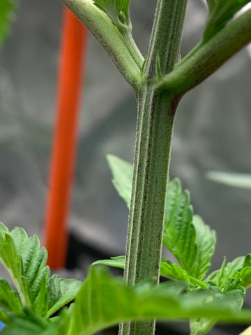 Six  — vegetative, day 32