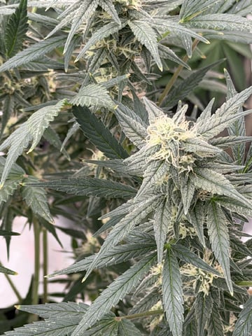 Witches Brew Autoflower by Dream Beans — flower, day 7