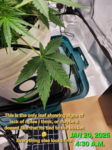 Dos Si Dos. Indica — vegetative, day 26