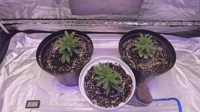 Amnesia Haze Run — vegetative, day 12