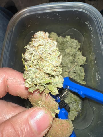 first grow — done, day 147