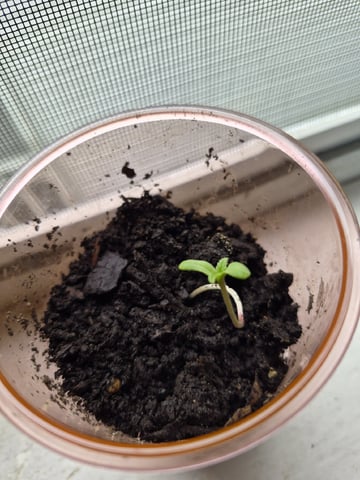 My First Grow — none, day 2