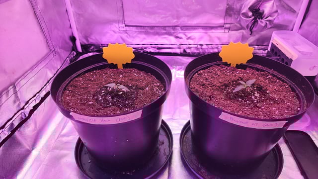 first grow adventure  — flower, day 60