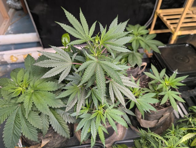2026 Seedrun — germination, day 61
