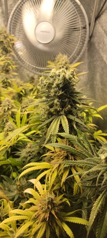 $chooners Grow — flower, day 49