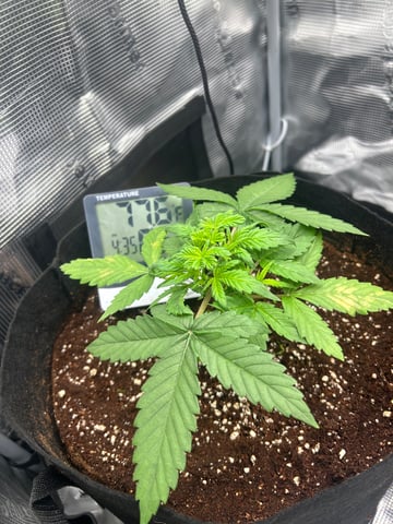 sticking to basics second grow — vegetative, day 14