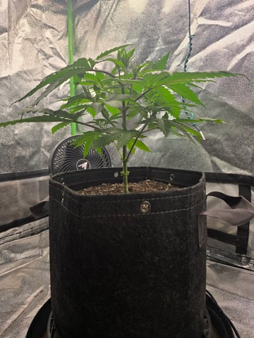 First grow — vegetative, day 31