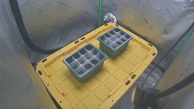 Red chilli truffles c — seedling_rooting, day 3