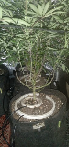 Organic Grow — flower, day 6