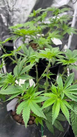 1st Ever Grow (Fat Bastard)(RDWC)  — vegetative, day 72