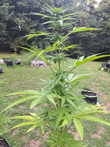 Bucket List Grow #2 — flower, day 61