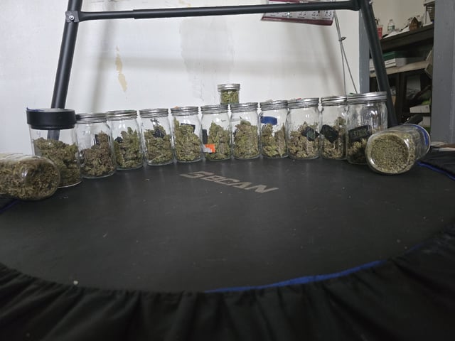 1st Auto Grow (LSD + BrB) - 1st indoor Grow — done, day 120