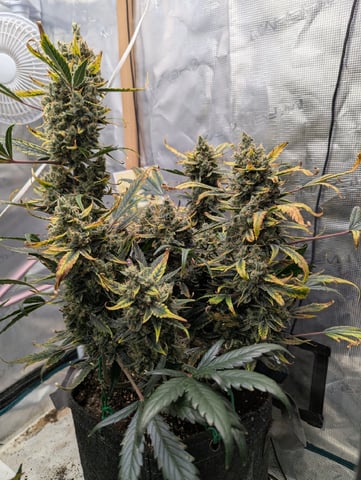 Fastbudz Payaya Cookies — flower, day 67