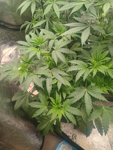 Brainstorm X Murder Biscuits