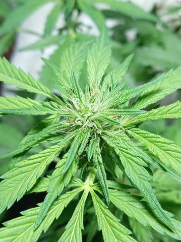 Strawberry Banana Auto 