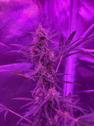 aurora auto — flower, day 107