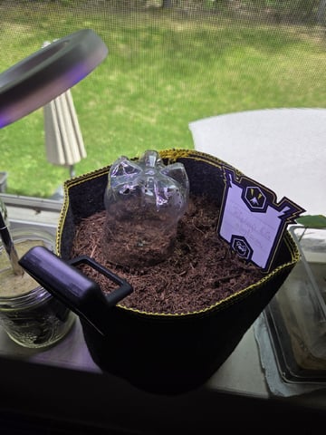 Ripley OG — seedling_rooting, day 7