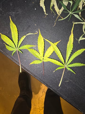 2nd Autoflower Indoor Grow — flower, day 62