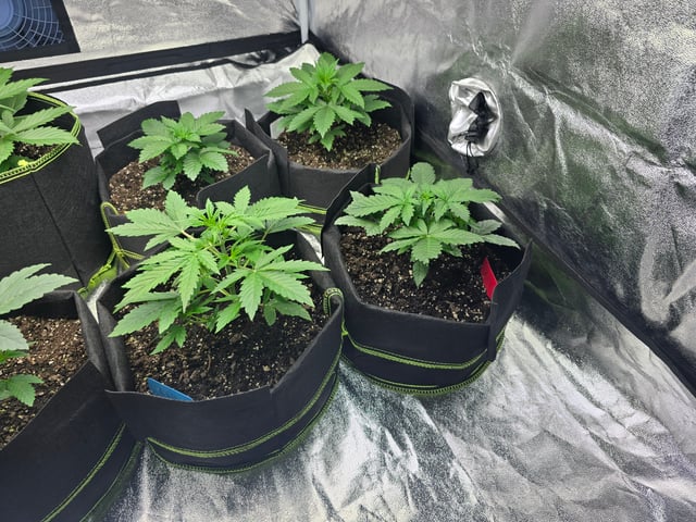 2nd Autoflower Indoor Grow — vegetative, day 22